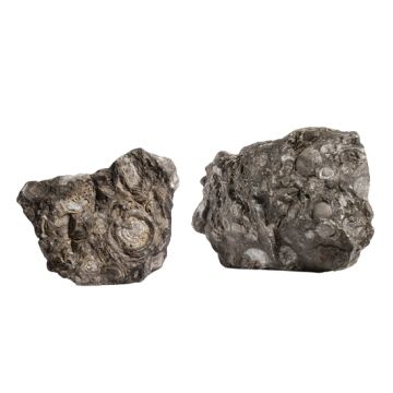 Pierre Black Snailstone (S062) le Kg