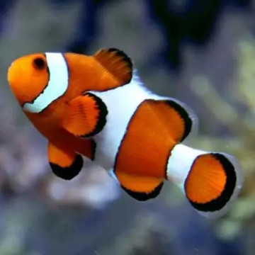 Amphiprion Ocellaris 3-4 cm (élevage)