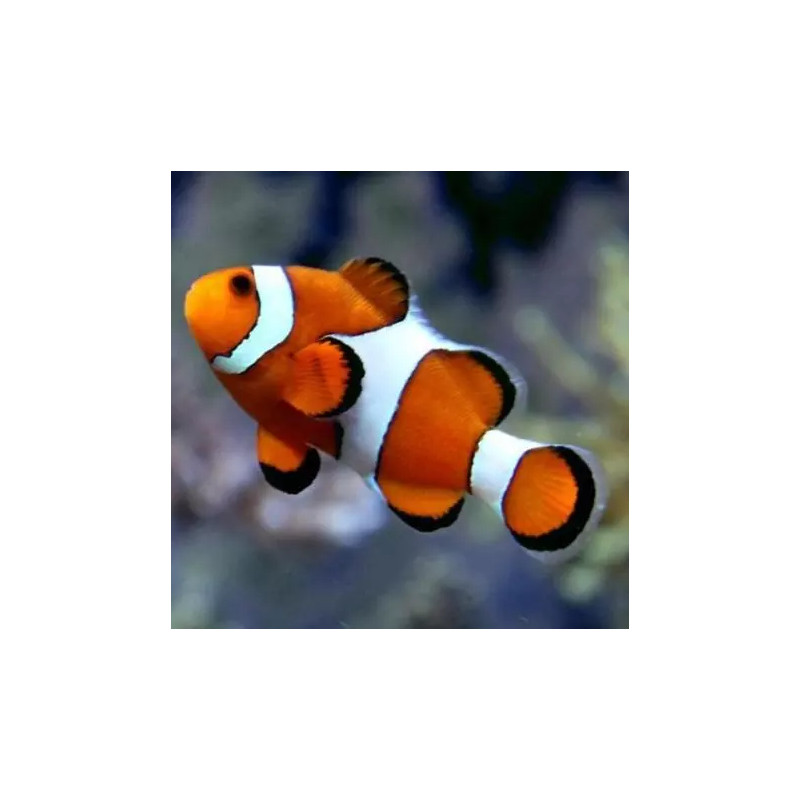 Amphiprion Ocellaris 3-4 cm (élevage)