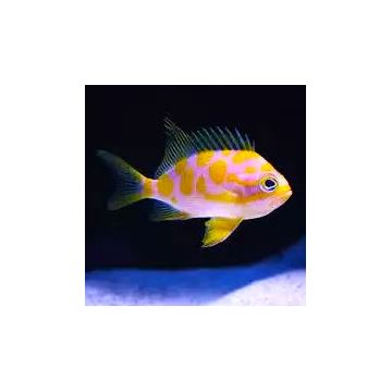 Odanthias barbonuis 3-5 cm