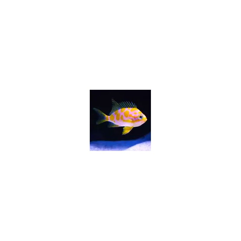 Odanthias barbonuis 3-5 cm