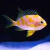Odanthias barbonuis 3-5 cm