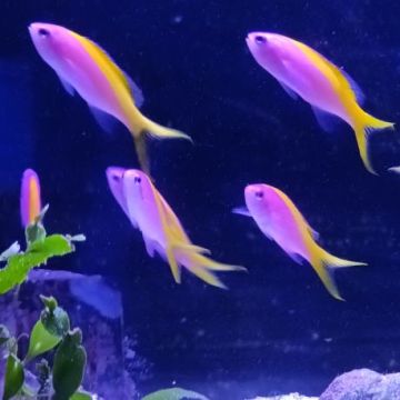 Pseudanthias evansi femelle* : 4-6 cm  (lot de 3)