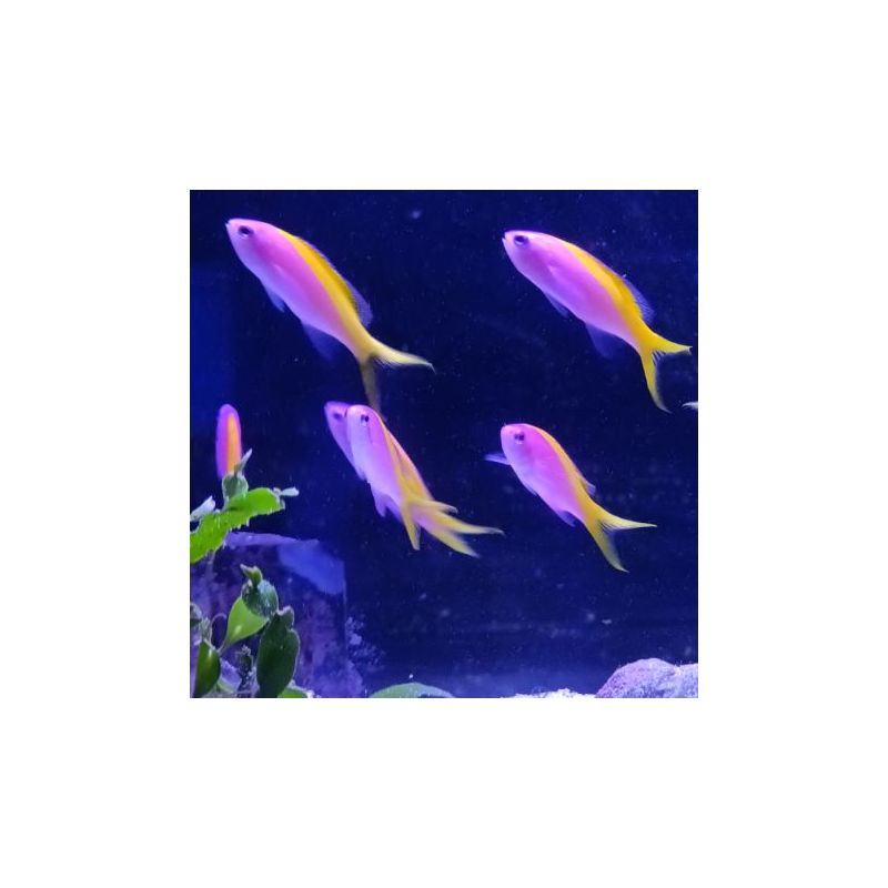 Pseudanthias evansi femelle* : 4-6 cm  (lot de 3)