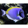 Acanthurus leucosternon : 6-8 cm*