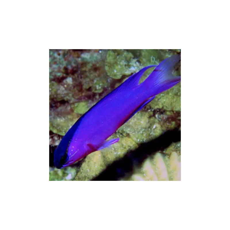 Gramma melacara : 4 à 7 cm  