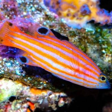 Liopropoma Swalesi: 2-3 cm  