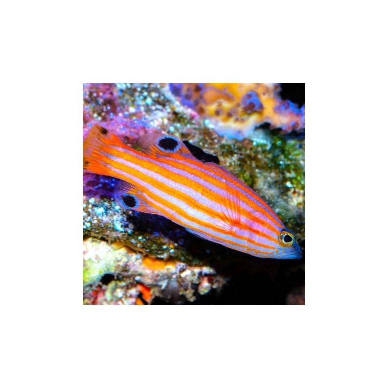Liopropoma Swalesi: 2-3 cm  