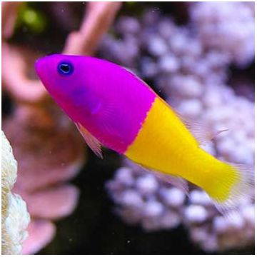 Pseudochromis paccagnellae : 3 à 5 cm