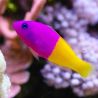 Pseudochromis paccagnellae : 3 à 5 cm