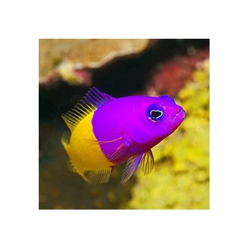 Pseudochromis paccagnellae : 3 à 5 cm