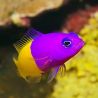 Pseudochromis paccagnellae : 3 à 5 cm