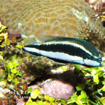 Pseudochromis sankeyi 4-5 cm