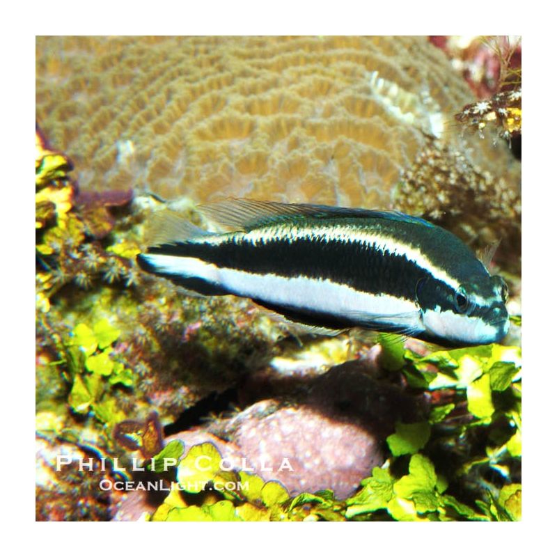 Pseudochromis sankeyi 4-5 cm