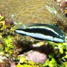 Pseudochromis sankeyi 4-5 cm