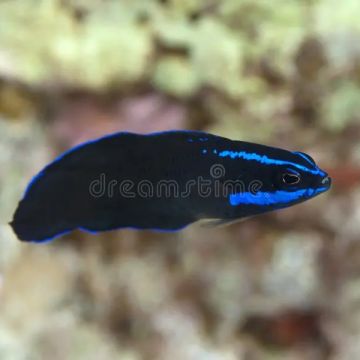 Pseudochromis Springeri  3-4 cm