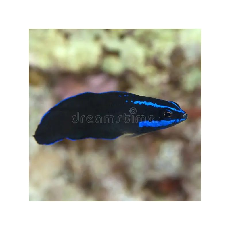 Pseudochromis Springeri  3-4 cm