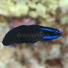 Pseudochromis Springeri  3-4 cm