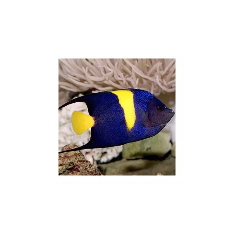 Arusetta Asfur 11-14 cm