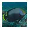 Chaetodontoplus melanosoma: 10-12 cm  