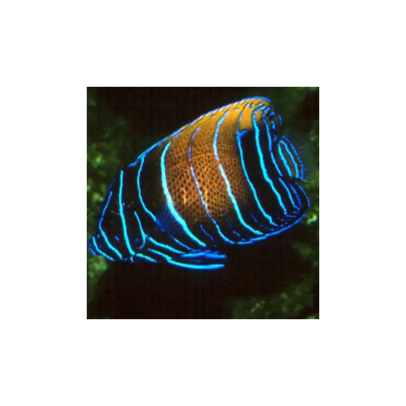 Oiliphipops Navarchus 5-6 cm  