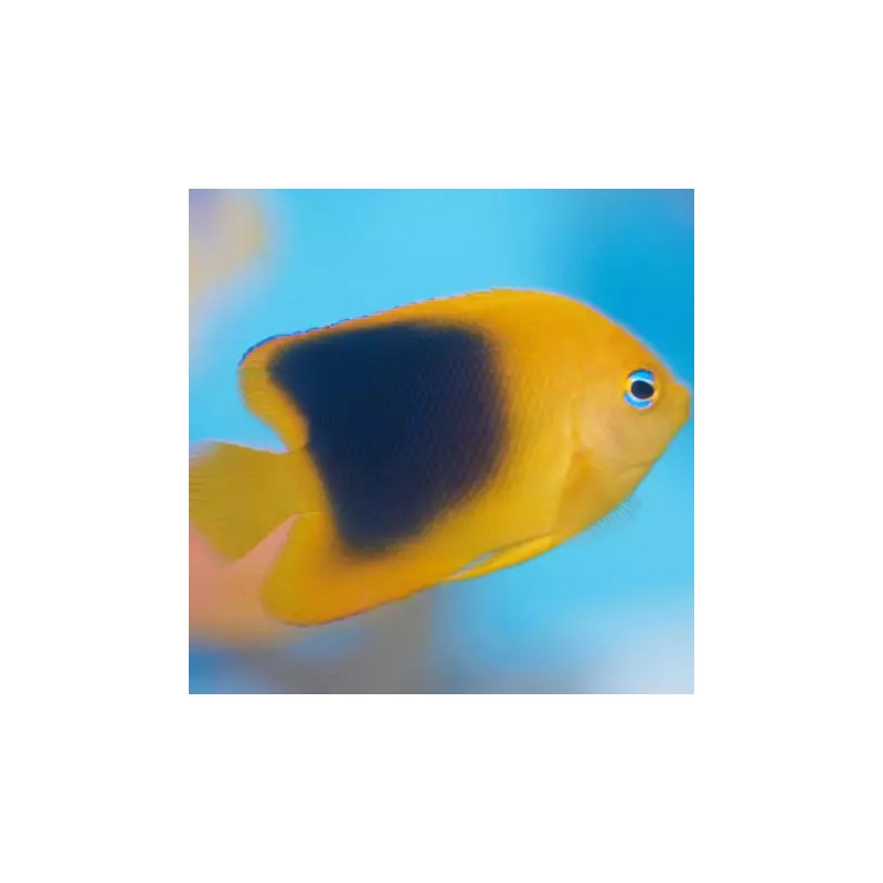 Holacanthus Tricolor : 3-5 cm  