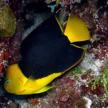 Holacanthus Tricolor : 3-5 cm  