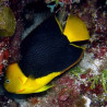 Holacanthus tricolor: 3-5 cm  