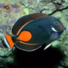 Acanthurus Achilles : 10-12 cm*  