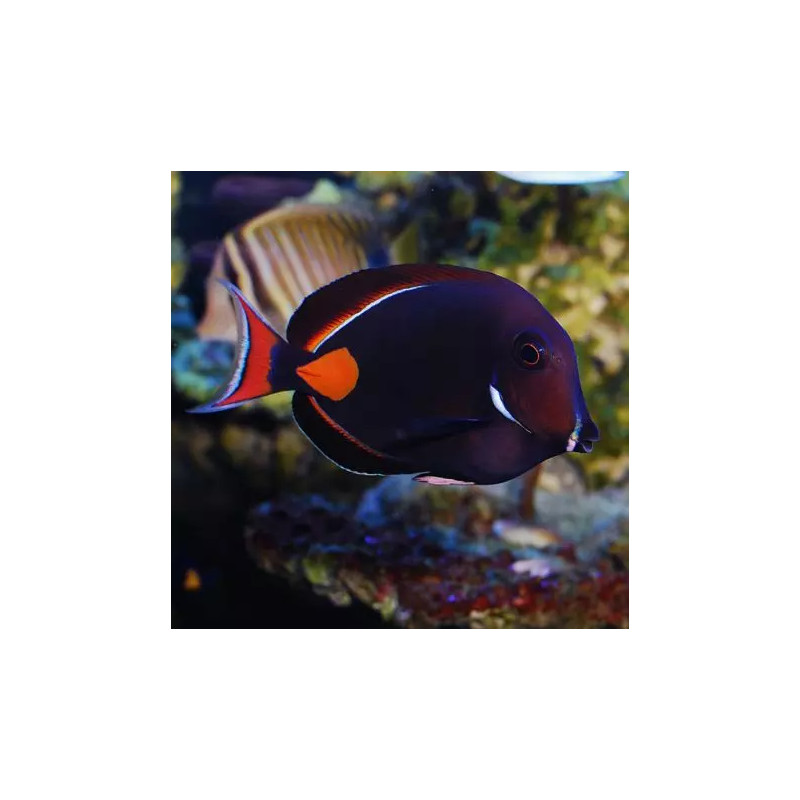 Acanthurus Achilles : 7-9 cm*