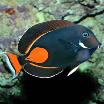 Acanthurus Achilles : 5 à 8 cm*
