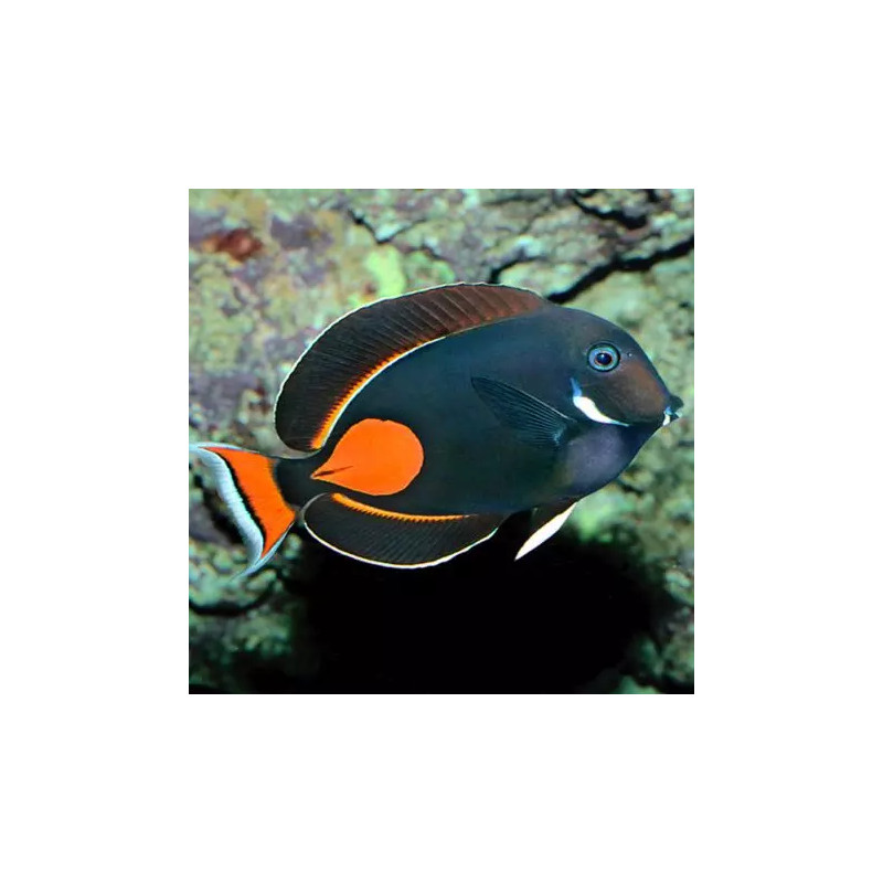 Acanthurus Achilles : 7-8 cm*