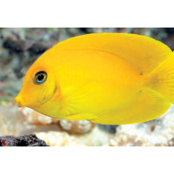 Acanthurus pyroferus : 10-12 cm  