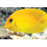 Acanthurus pyroferus : 10-12 cm  