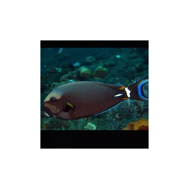 Acanthurus leucocheilius 13-15 cm