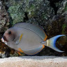 Acanthurus leucocheilius 13-15 cm