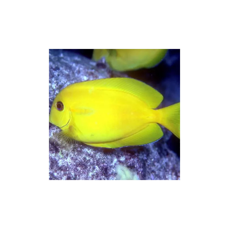 Acanthurus olivaceus 3-5 cm