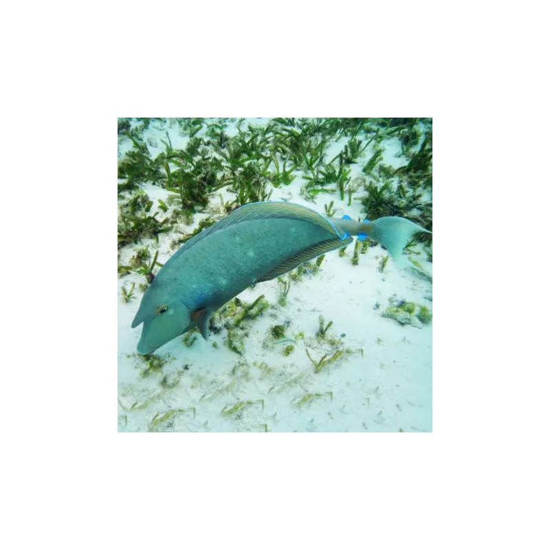 Naso Unicornis : 8 à 12 cm