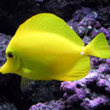 Zebrasoma Flavescens : 2-4 cm (Elevage) 