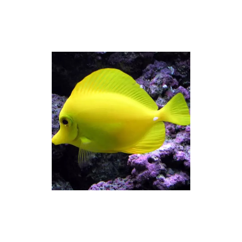 Zebrasoma Flaviteiten: 2-4 cm (fokken) 