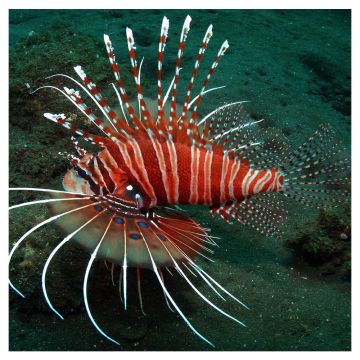 Pterois antennata : 6 à 9 cm  