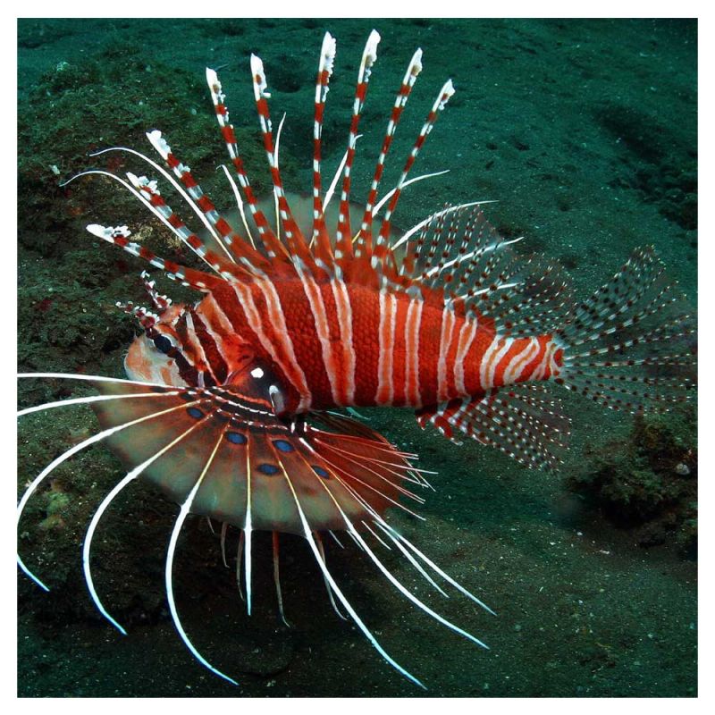 Pterois Antennata: 6 tot 9 cm  