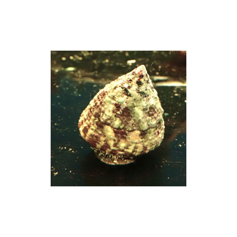 new 0,00 € Poissondor
