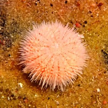 Salmacis sp 'pink lady' 1-2 cm