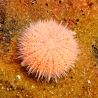 Salmacis sp 'pink lady' 1-2 cm