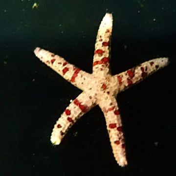 Leiaster coriaceus 3-5 cm