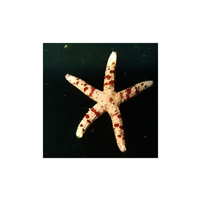 Leiaster coriaceus 3-5 cm