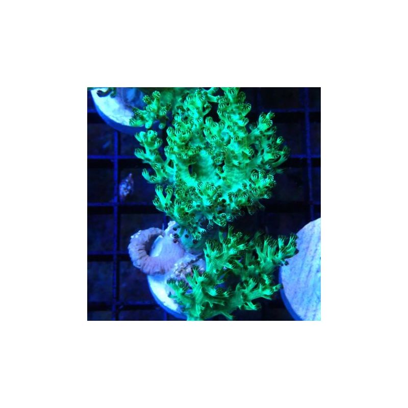 Bouture Capnella vert