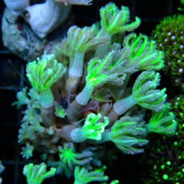 Bouture clavularia tricolor 28,50 € Poissondor