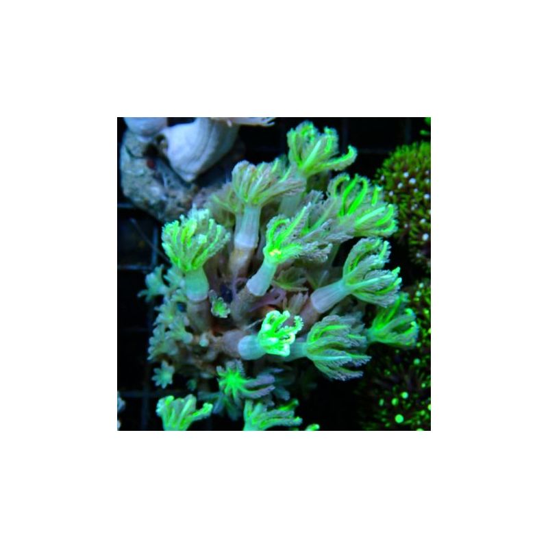Bouture Clavularia vert